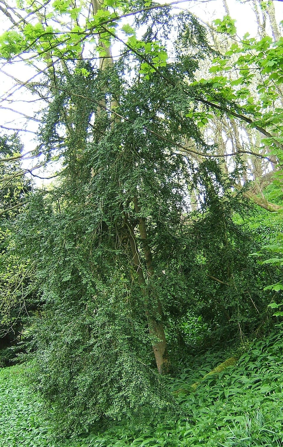 Buxinho (Buxus sempervirens)