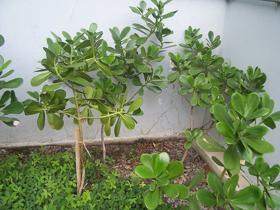 Clúsia (Clusia fluminensis)