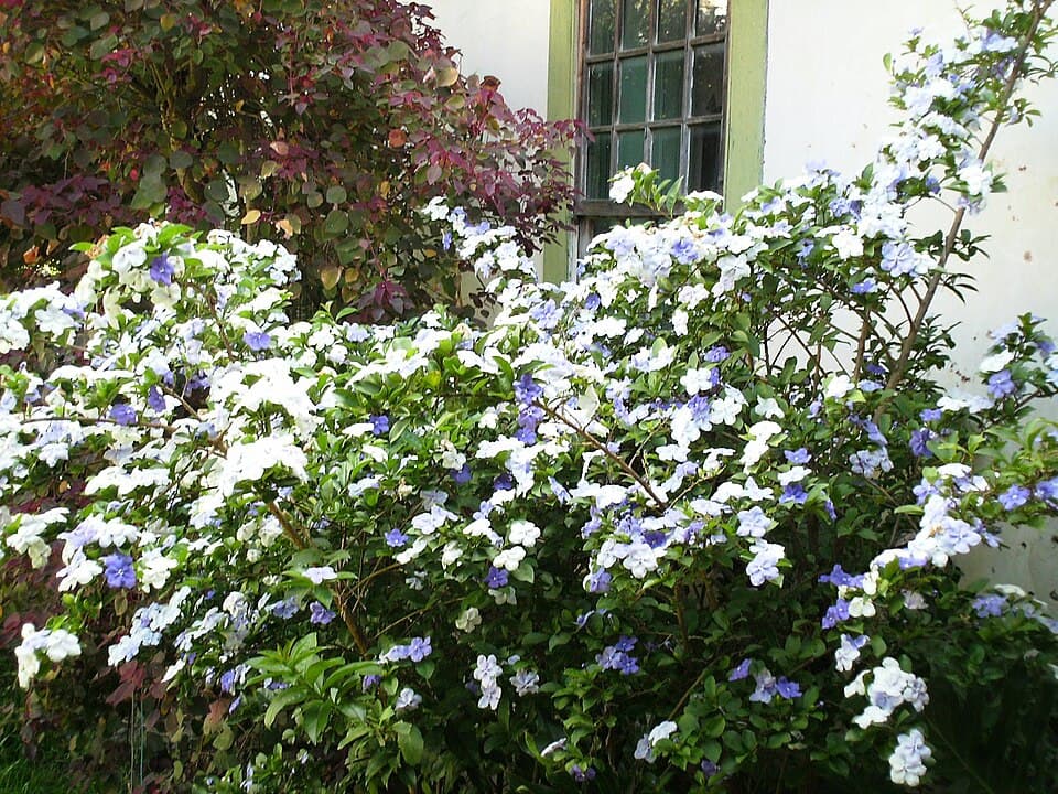 Manacá-de-cheiro (Brunfelsia uniflora)