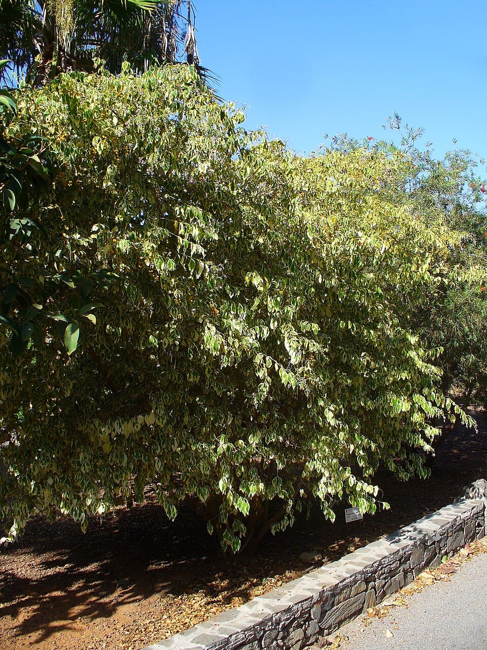 Pingo-de-ouro (Duranta erecta)