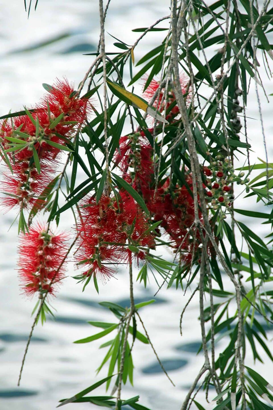 Escova-de-garrafa (Melaleuca viminalis)