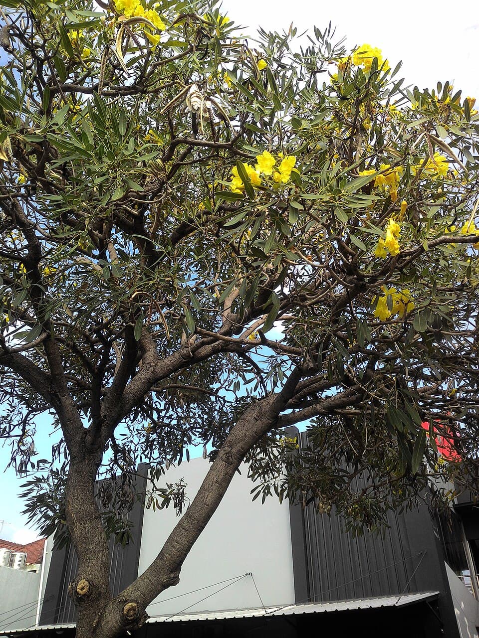 Ipê-amarelo (Handroanthus chrysotrichus)
