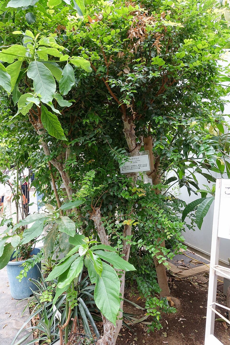 Jabuticabeira (Plinia cauliflora)