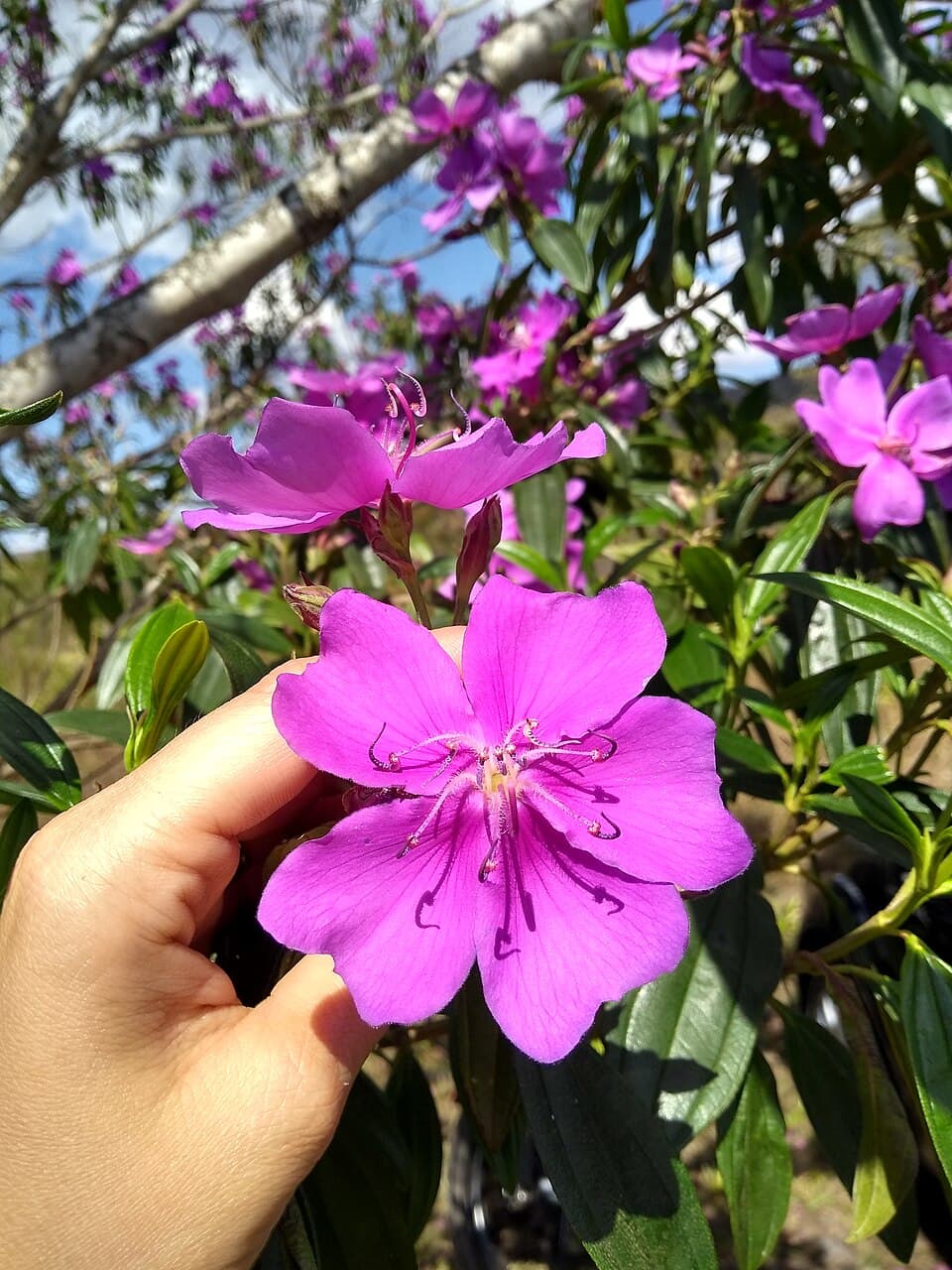 Manacá-da-serra (Pleroma mutabile)