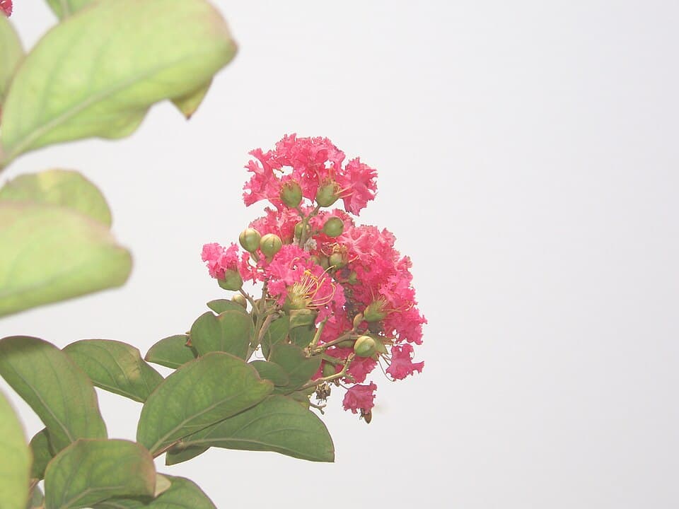 Resedá (Lagerstroemia indica)