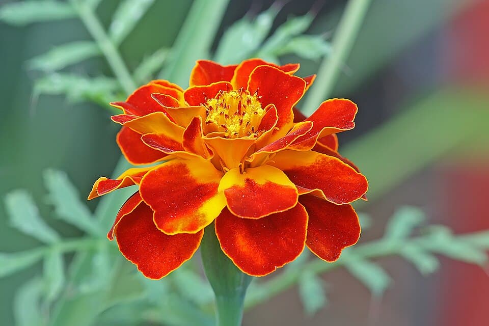 Cravo-de-defunto (Tagetes patula)