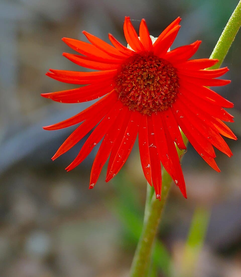 Gérbera (Gerbera jamesonii)