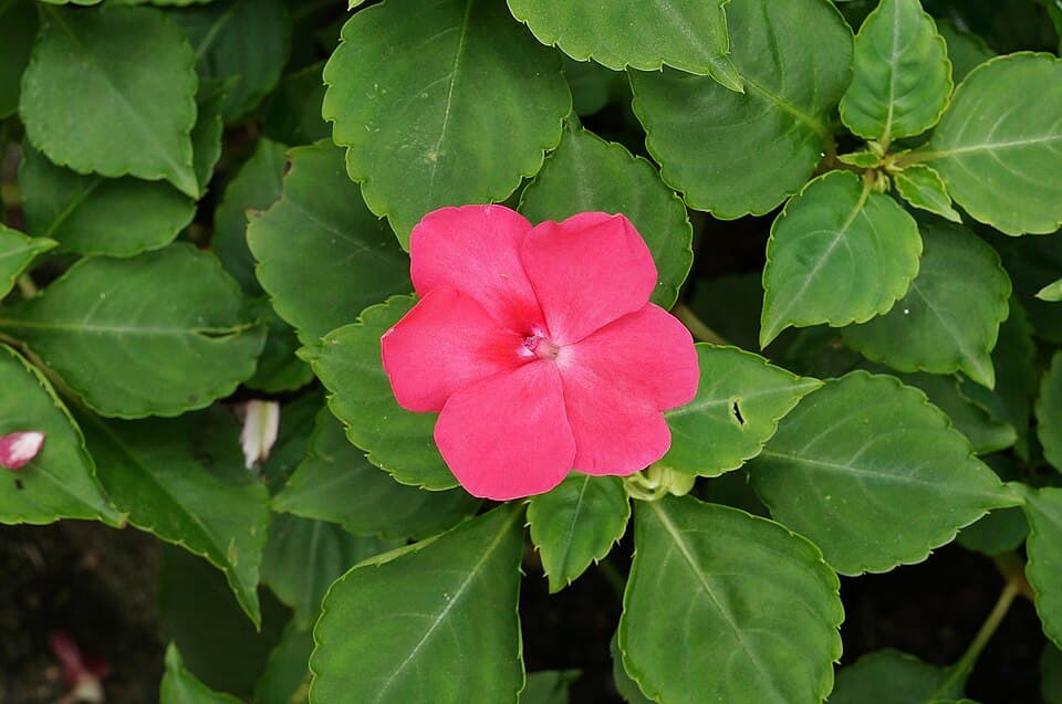 Maria-sem-vergonha (Impatiens walleriana)