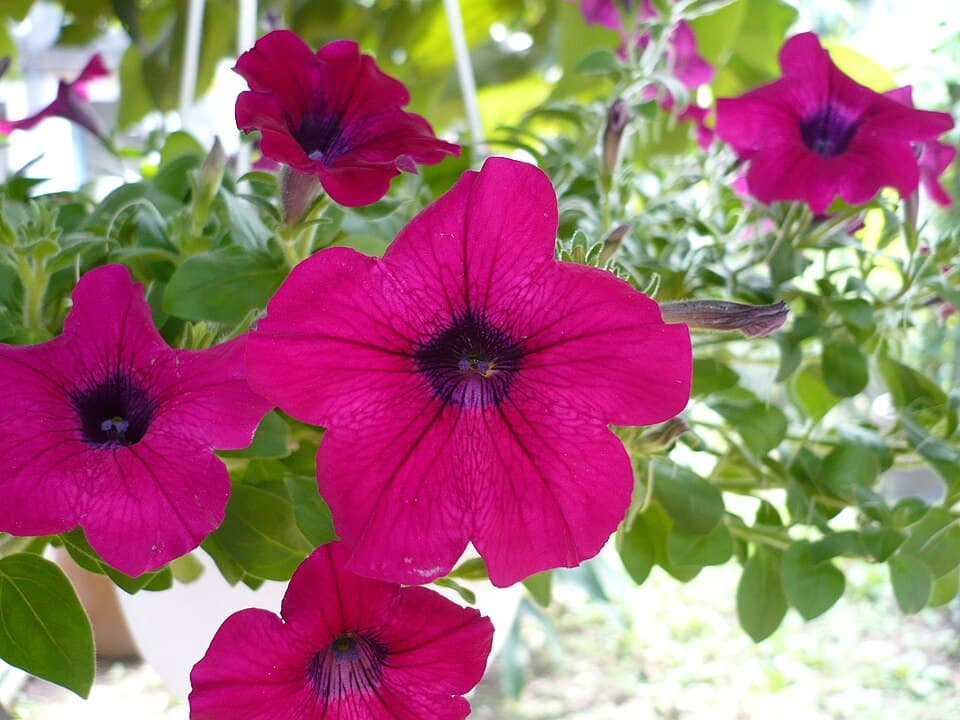 Petúnia (Petunia × atkinsiana)