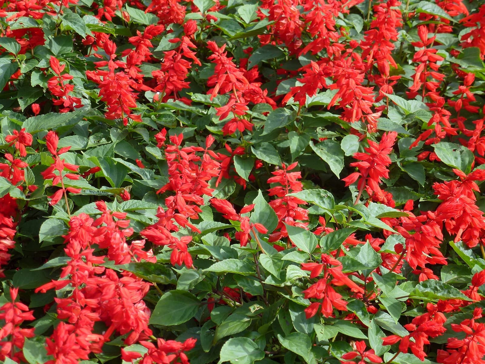 Canteiro de sálvia-vermelha com espigas de flores vermelhas