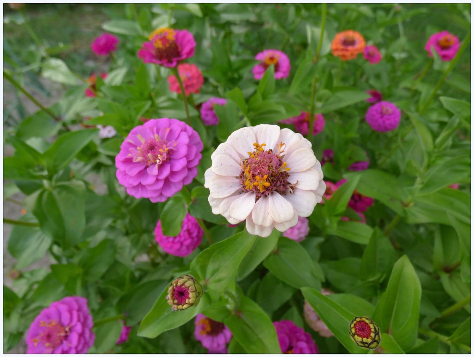 Zínias floridas em rosa, branco e laranja em um canteiro
