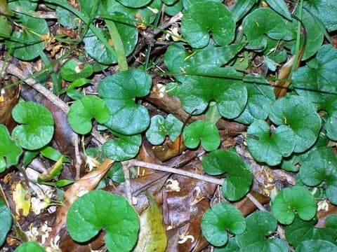 Dicondra (Dichondra repens)