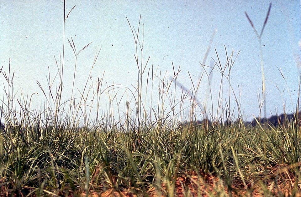 Grama-batatais (Paspalum notatum)