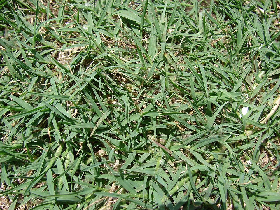Grama-bermuda (Cynodon dactylon)