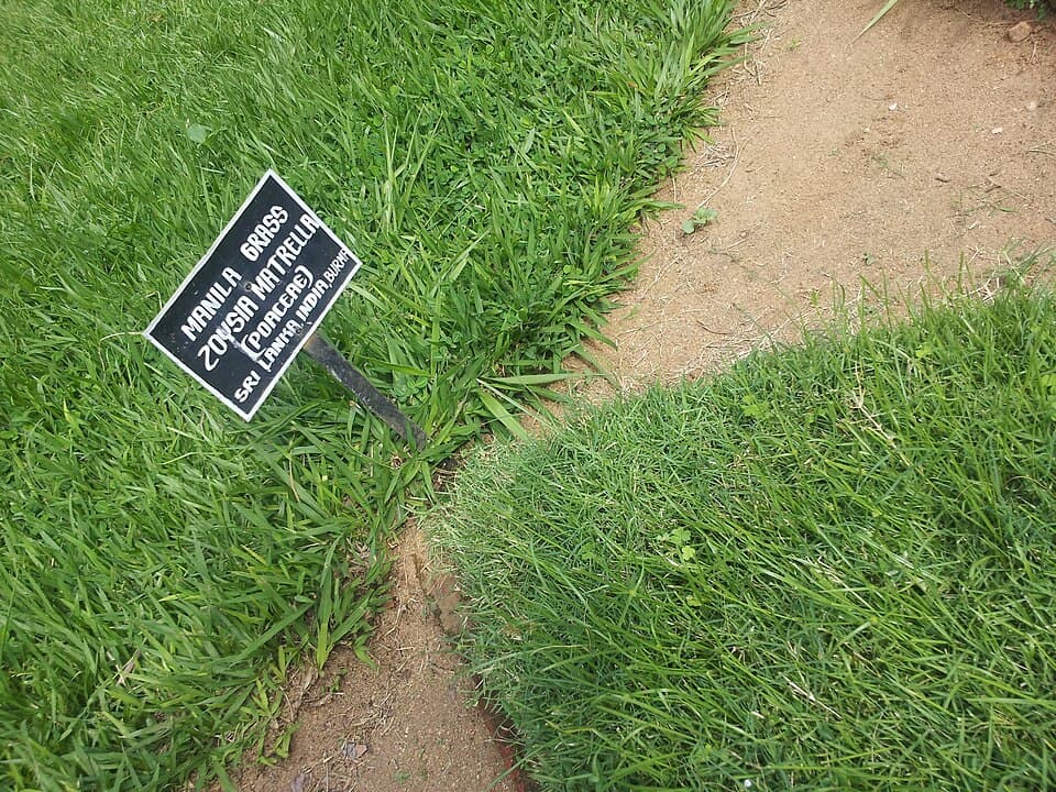 Grama-coreana (Zoysia matrella)
