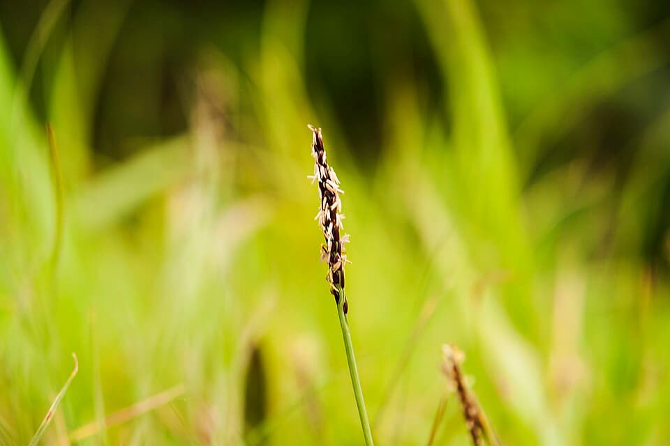 Grama esmeralda (Zoysia japonica)