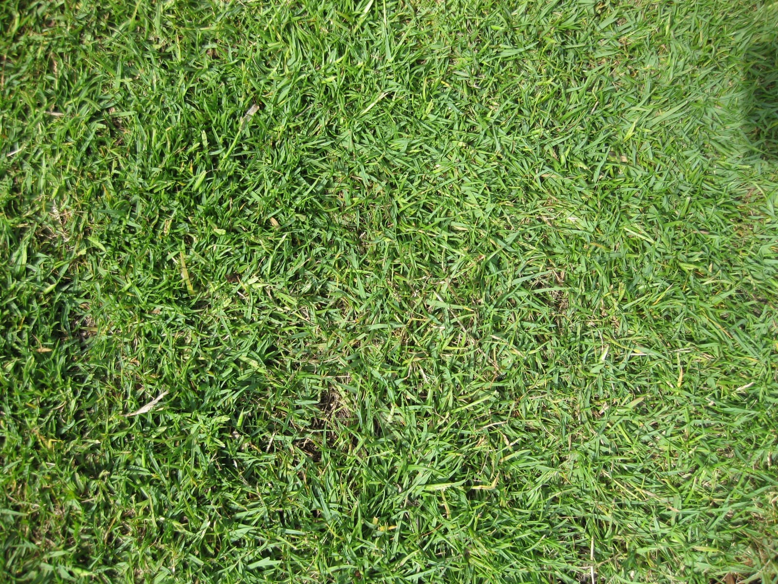 Gramado de grama-paspalum denso e verde, aparado baixo