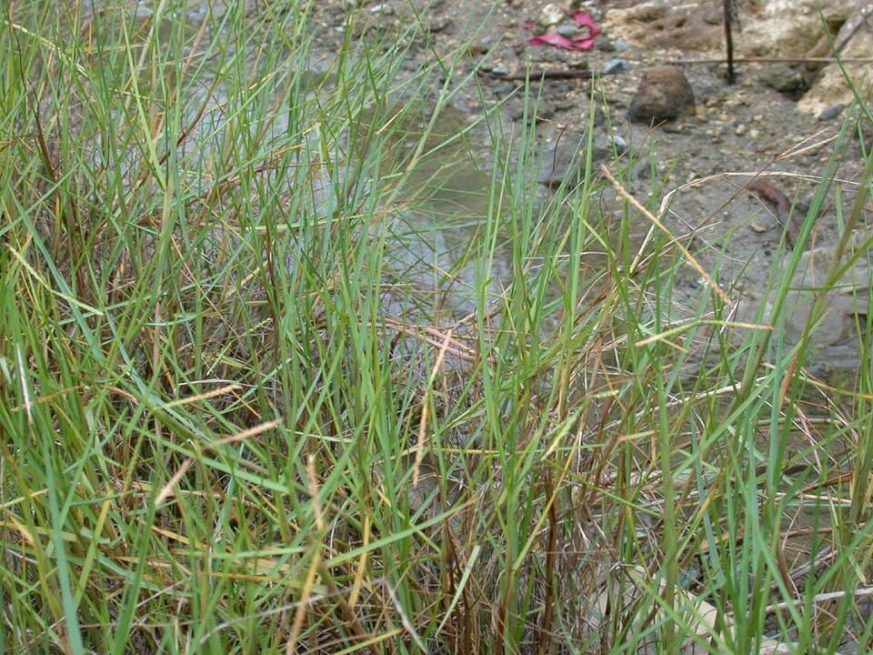 Grama-paspalum (Paspalum vaginatum)