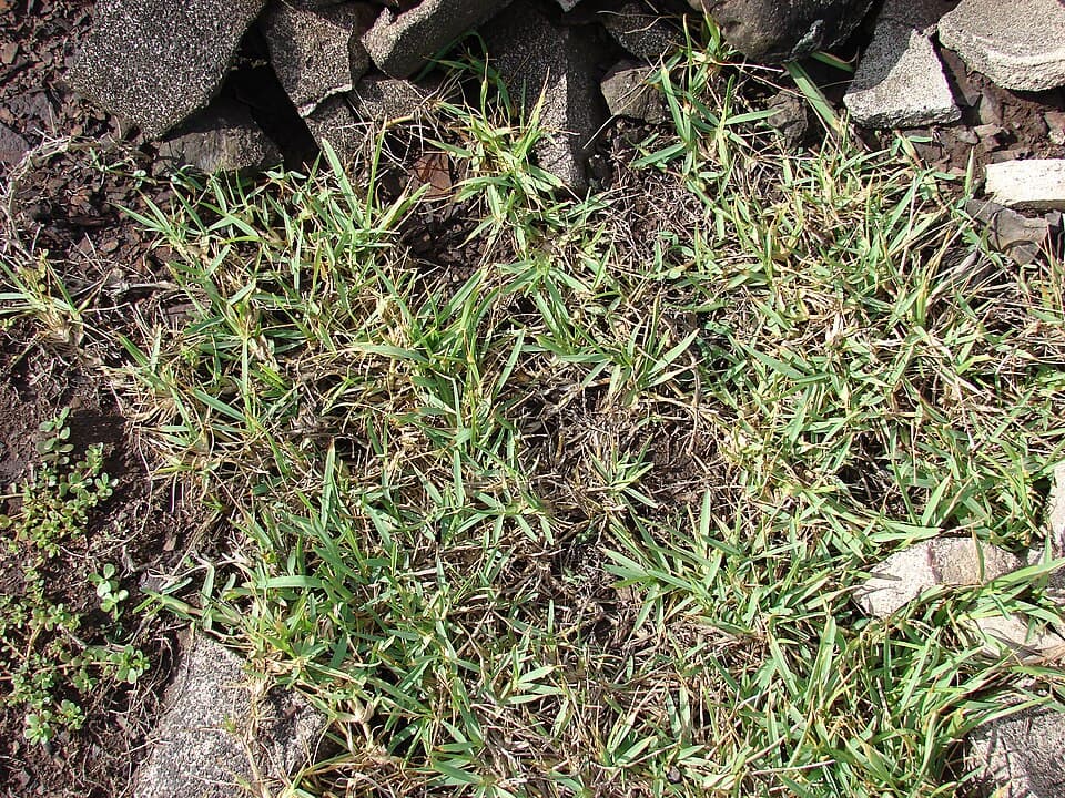 Grama-santo-agostinho (Stenotaphrum secundatum)