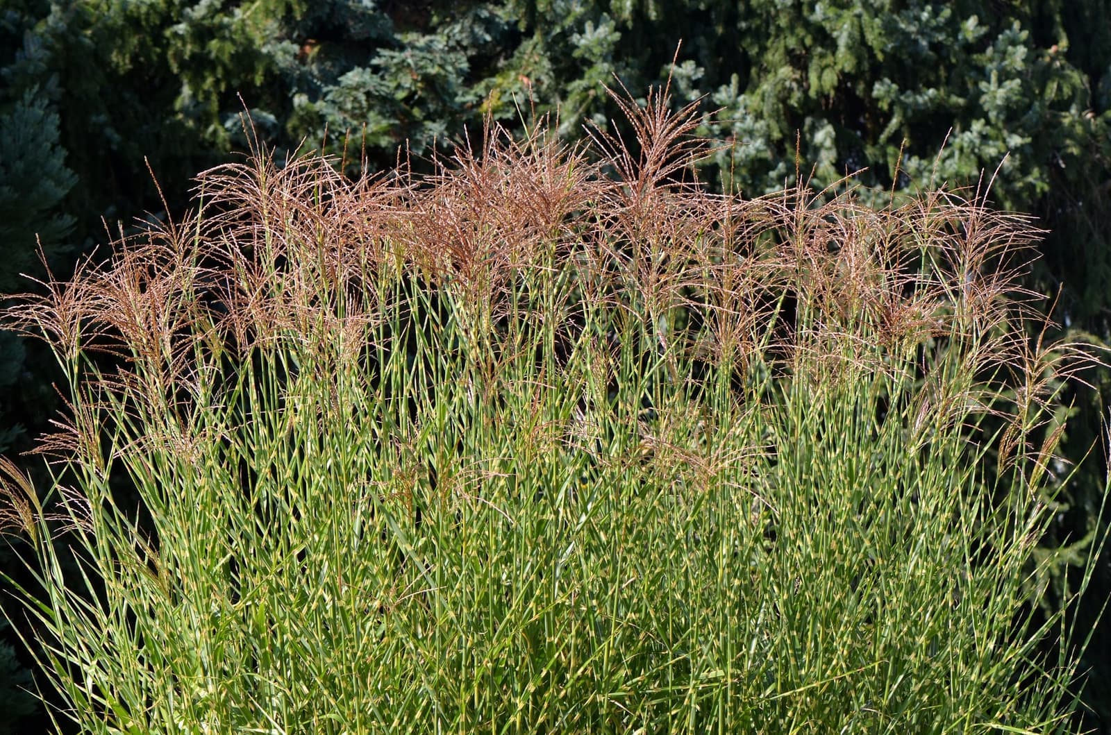 Touceira de miscanthus com folhas finas e plumas avermelhadas, em jardim