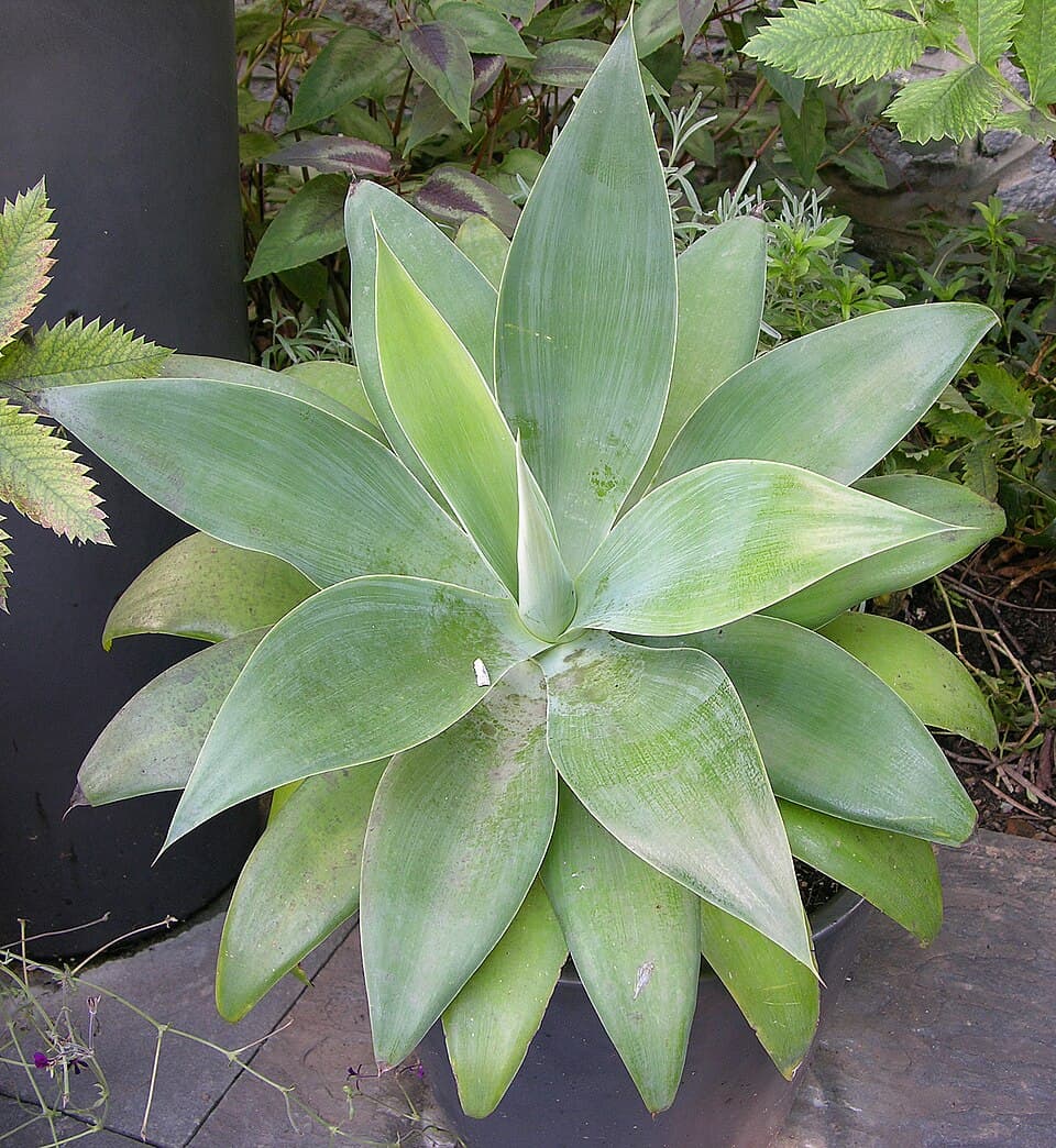 Agave-dragão (Agave attenuata)