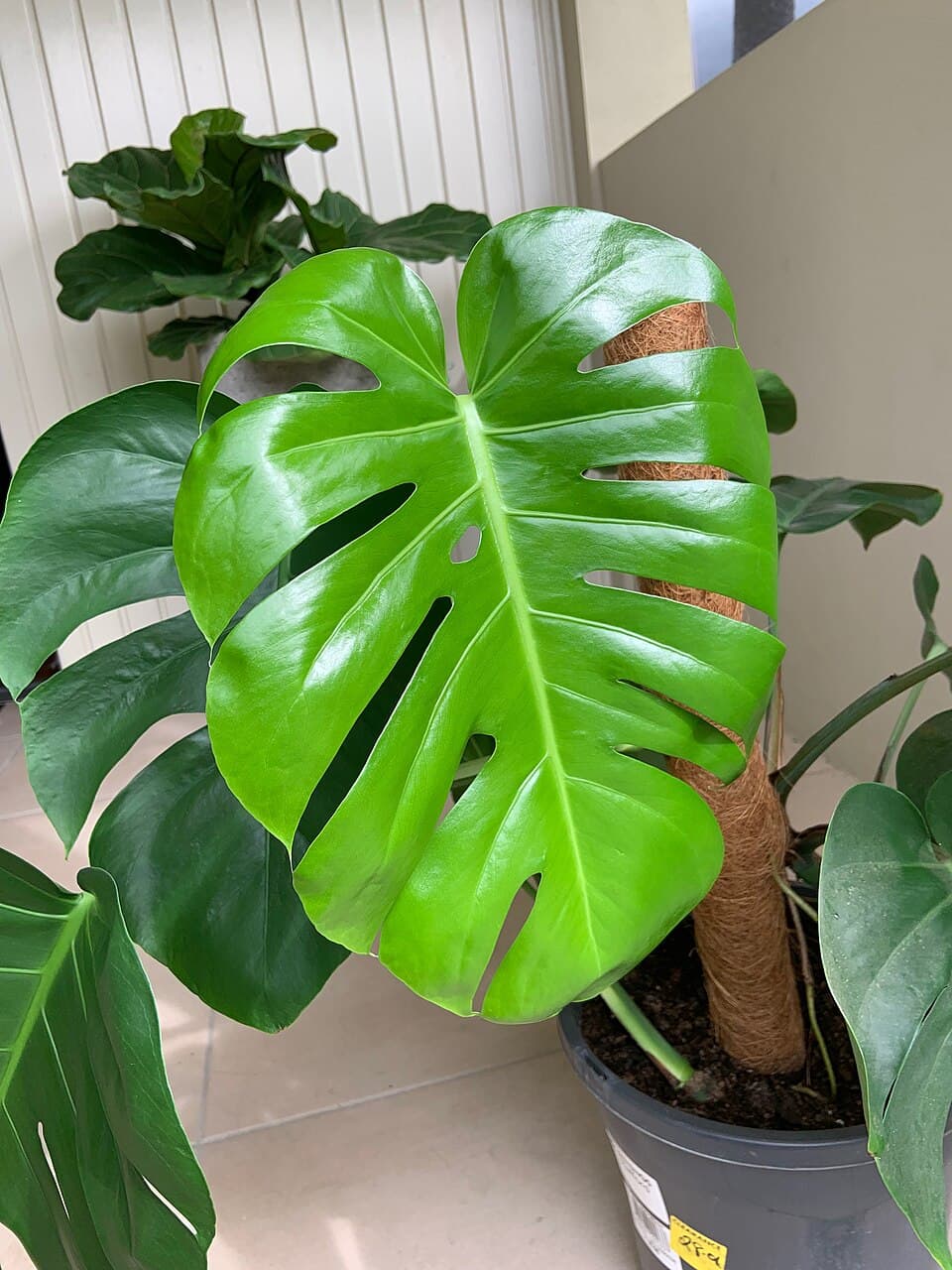 Costela-de-adão (Monstera deliciosa)