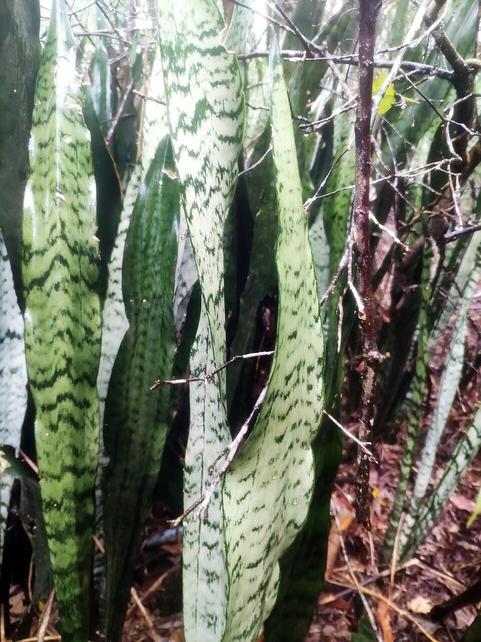 Espada-de-são-jorge (Dracaena trifasciata)