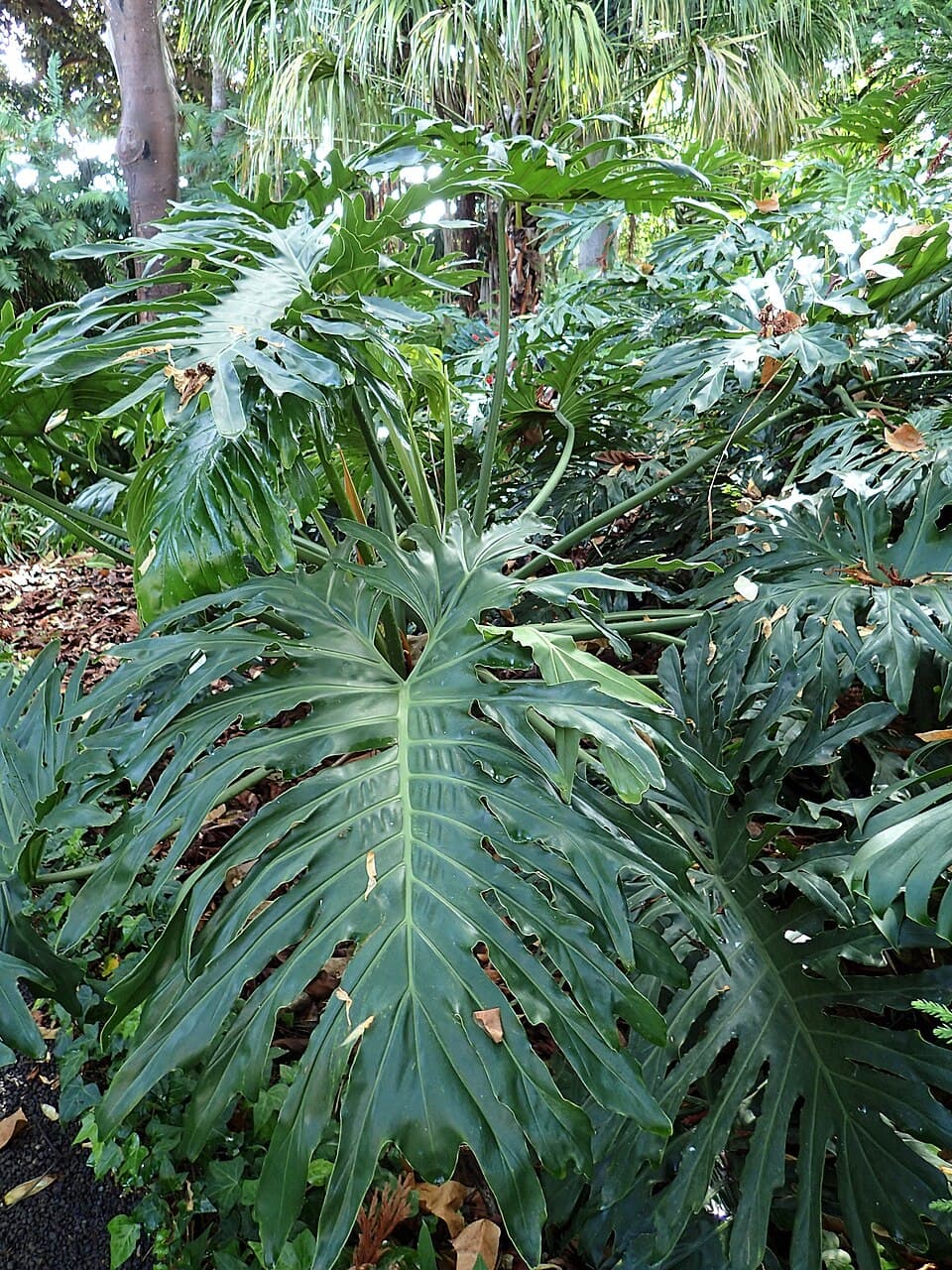 Guaimbê (Thaumatophyllum bipinnatifidum)