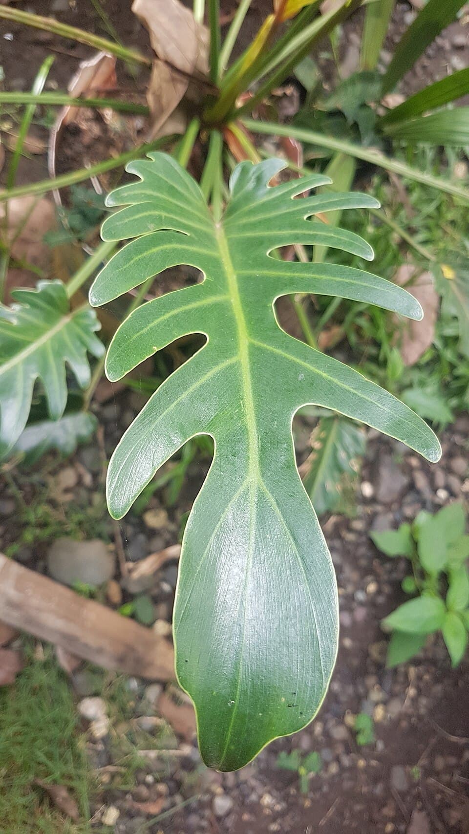 Xanadu (Thaumatophyllum xanadu)