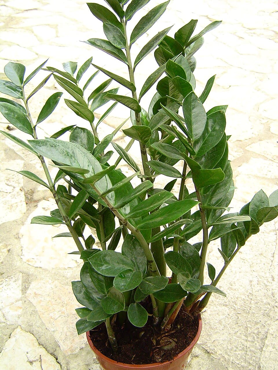 Zamioculca (Zamioculcas zamiifolia)