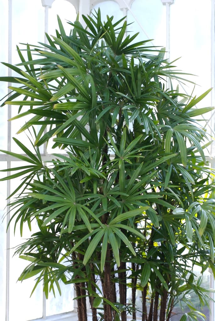 Palmeira-ráfis (Rhapis excelsa)
