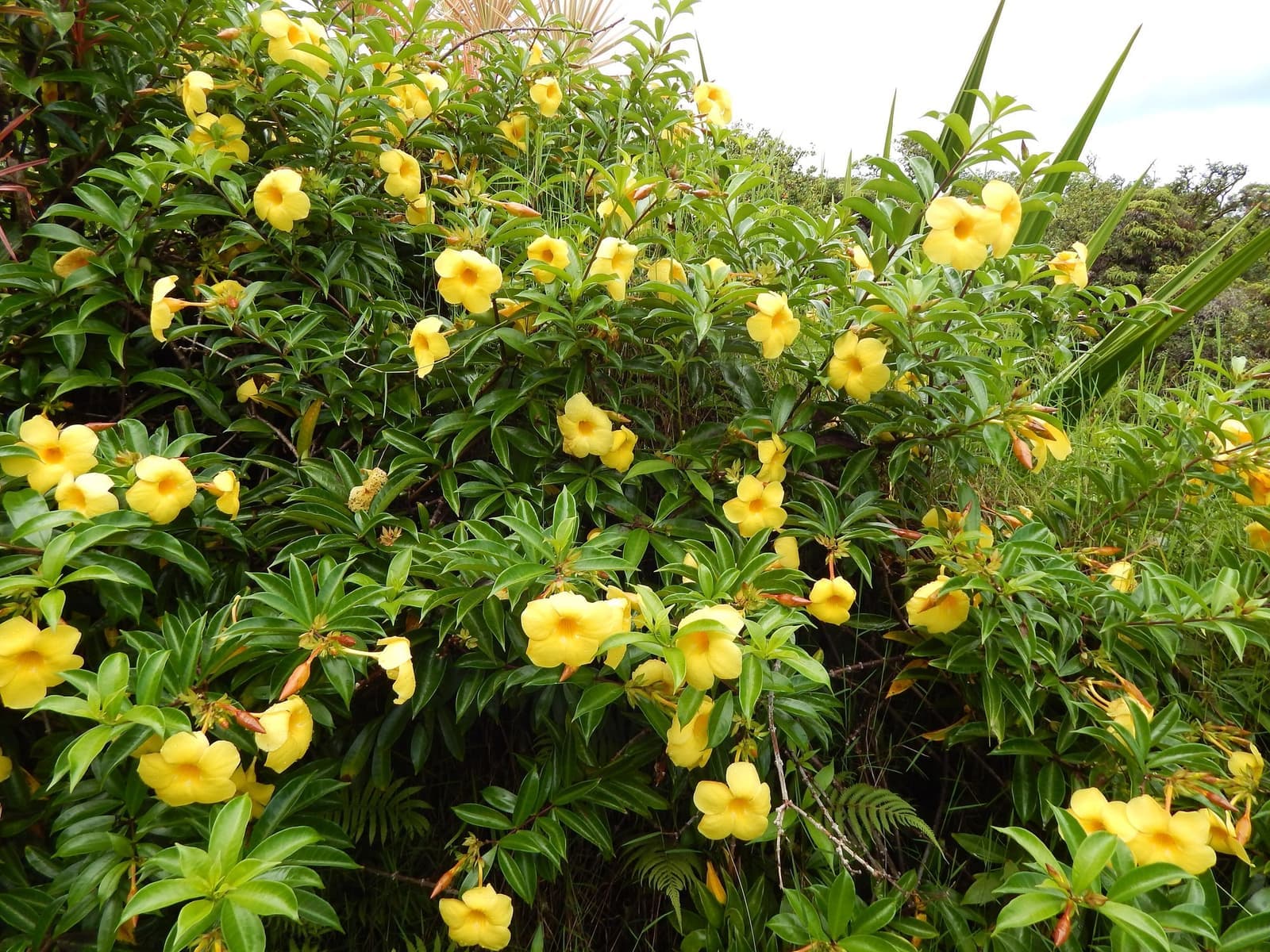 Alamanda-amarela formando uma massa de folhas verdes coberta de flores amarelas