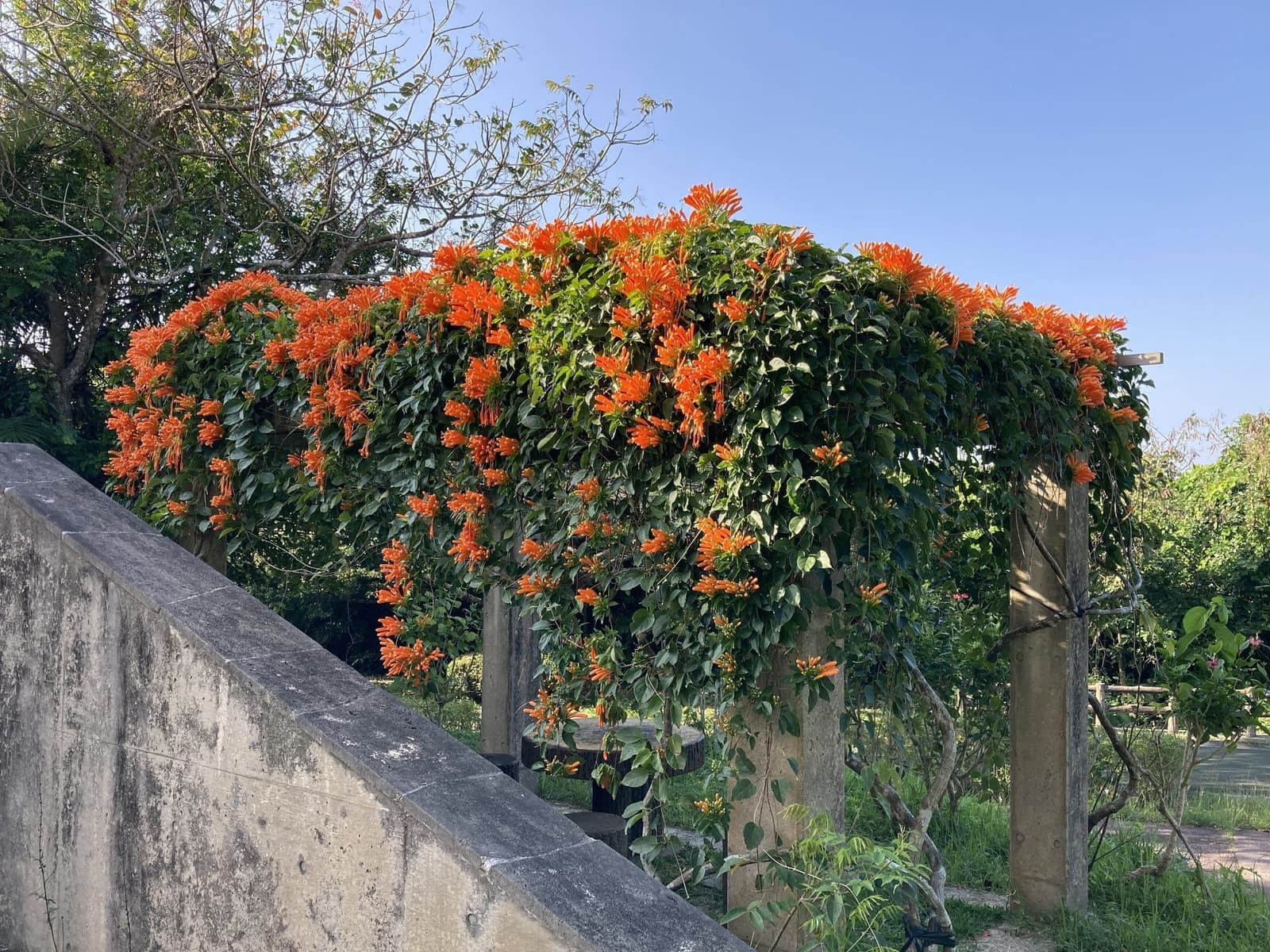 Cipó-de-são-joão cobrindo uma pérgola com cachos de flores laranja