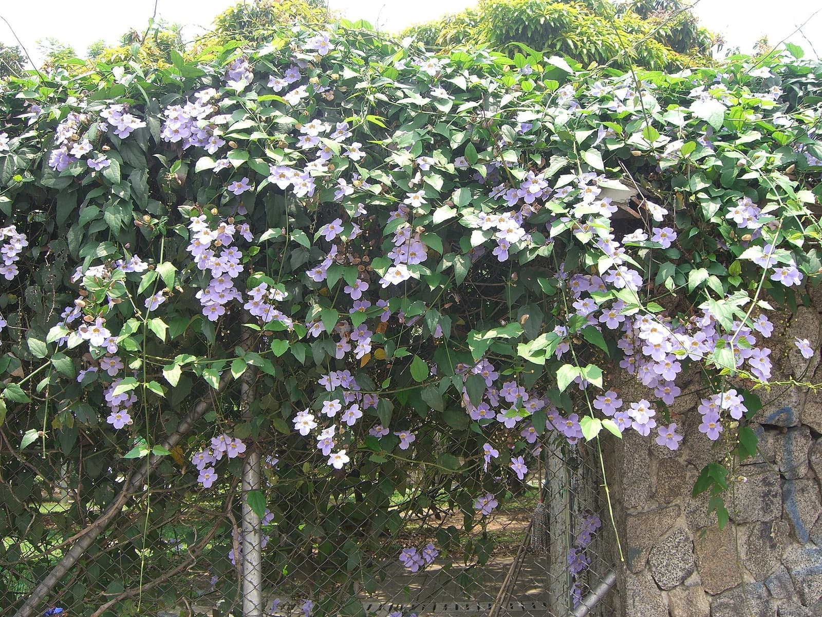 Tumbérgia-azul florida cobrindo um alambrado, com cachos de flores azul-lilás