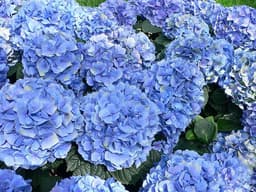 Hortênsia