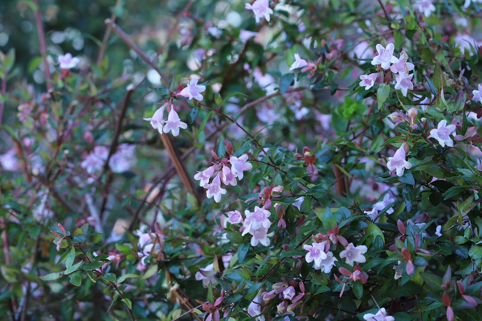 Arbusto de abélia florido com pequenas flores rosa-claro em forma de sino