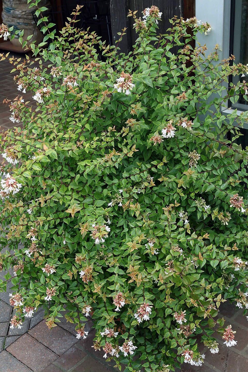 Abelia (Abelia x grandiflora)