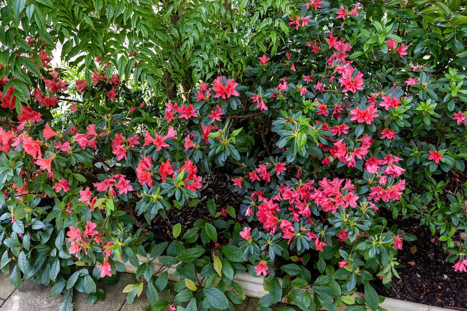 Arbustos de azaleia floridos com flores vermelho-rosadas em canteiro