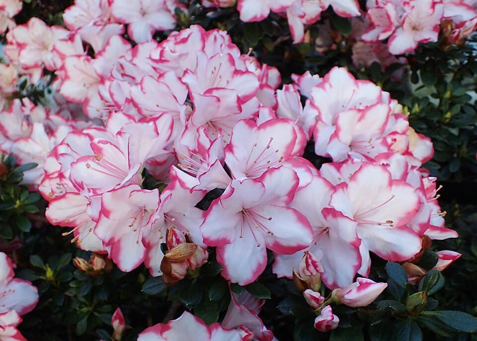 Azaleia (Rhododendron simsii)