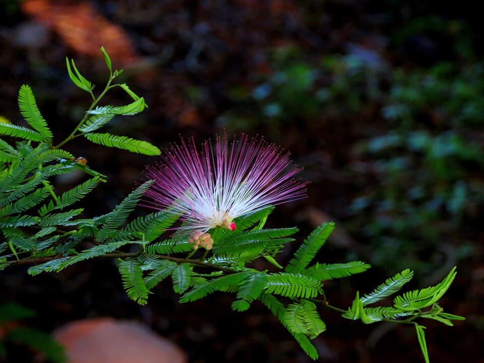 Caliandra-rosa (Calliandra brevipes)