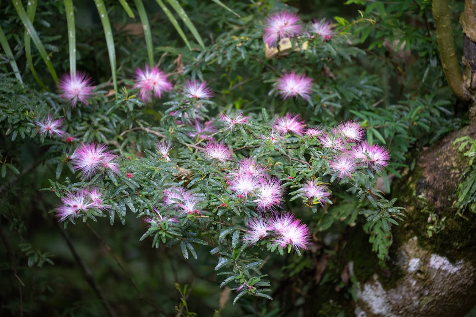 Ramos de caliandra-rosa com flores em pompom rosa e branco