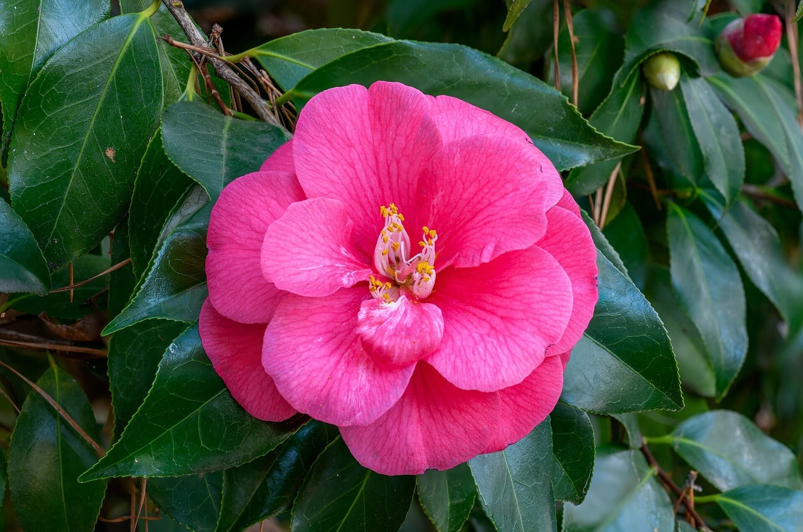 Flor de camélia rosa entre folhas verde-escuras brilhantes
