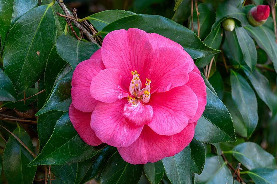 Camelia (Camellia japonica)
