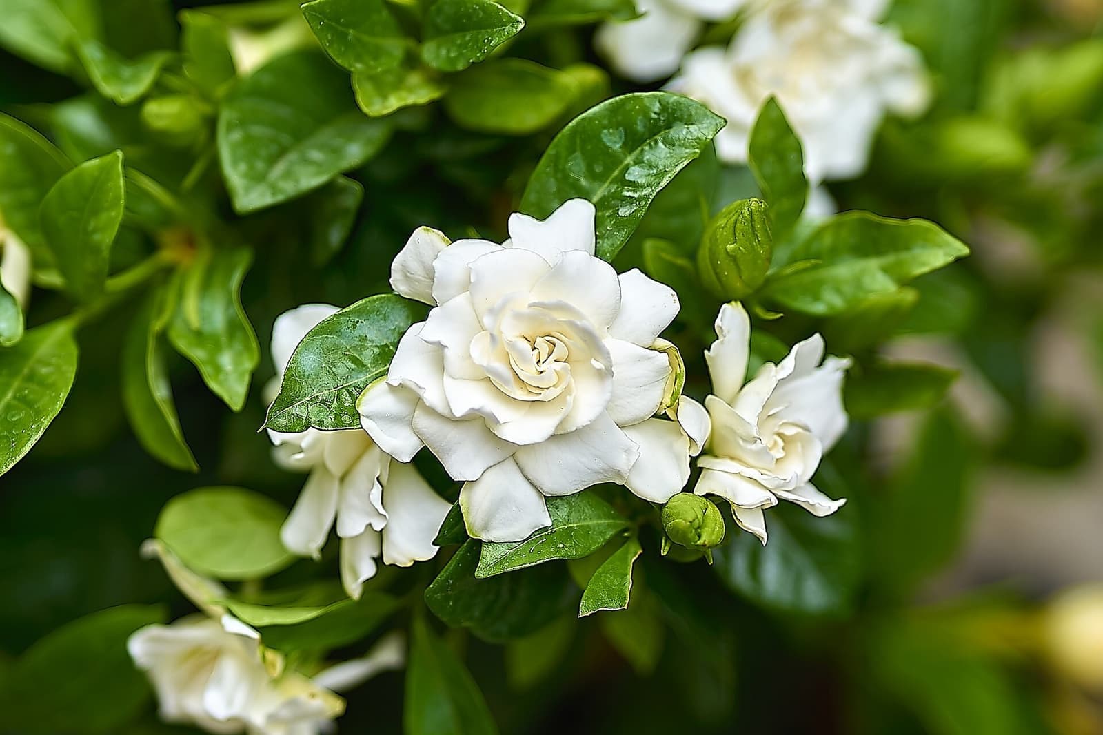 Flores brancas de gardênia e botões entre folhas verdes brilhantes