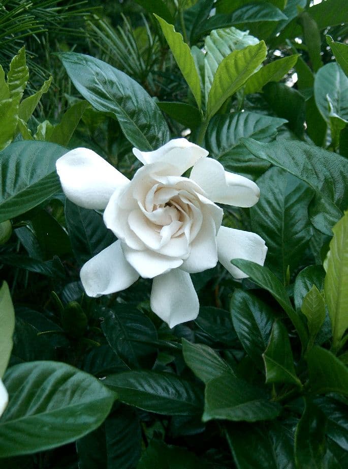 Gardênia (Gardenia jasminoides)