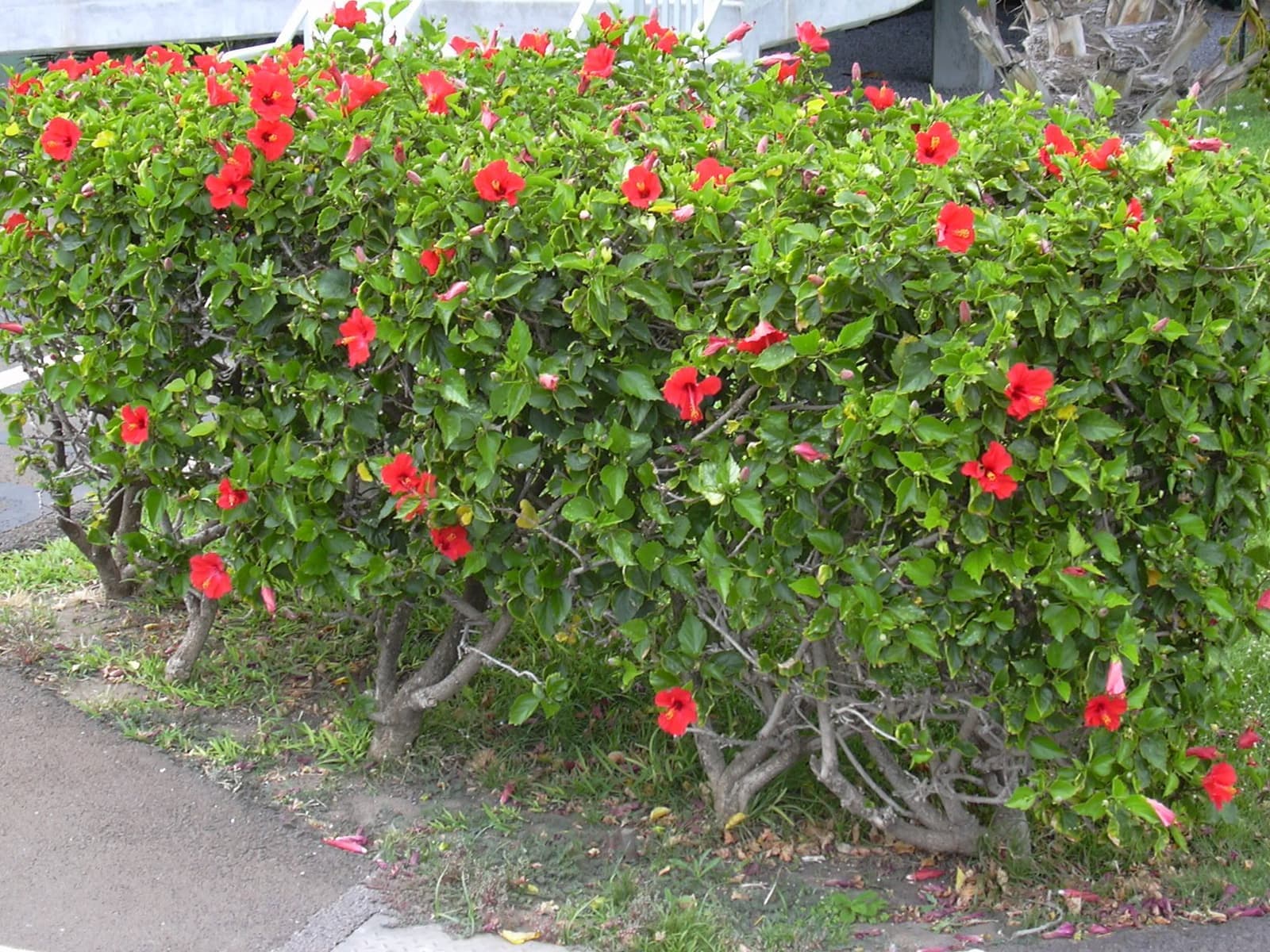 Cerca-viva de hibisco com muitas flores vermelhas