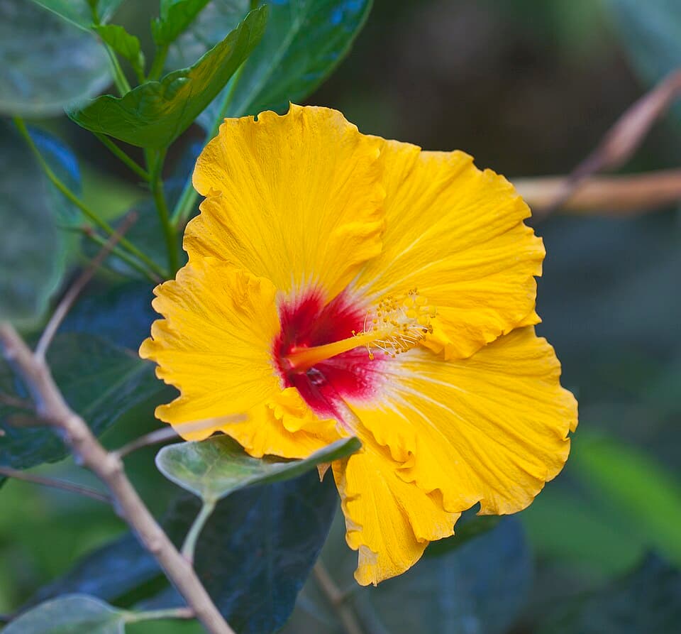 Hibisco (Hibiscus rosa-sinensis)