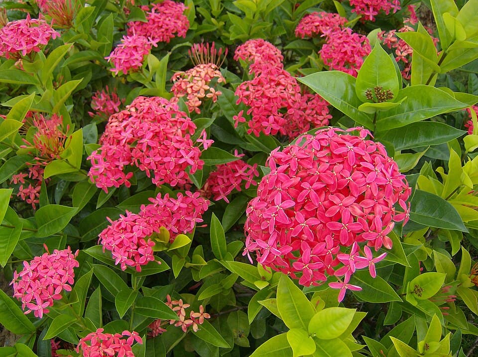 Ixora (Ixora coccinea)