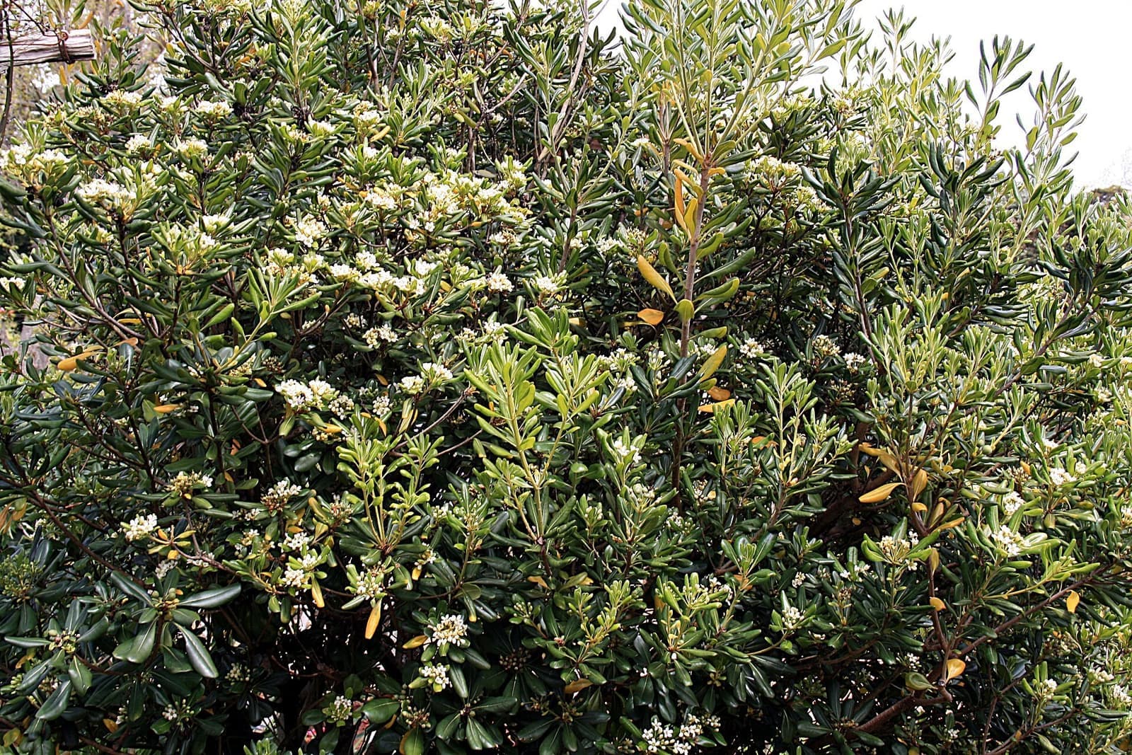 Arbusto de pitósporo denso e florido com folhas verde-escuras e flores brancas