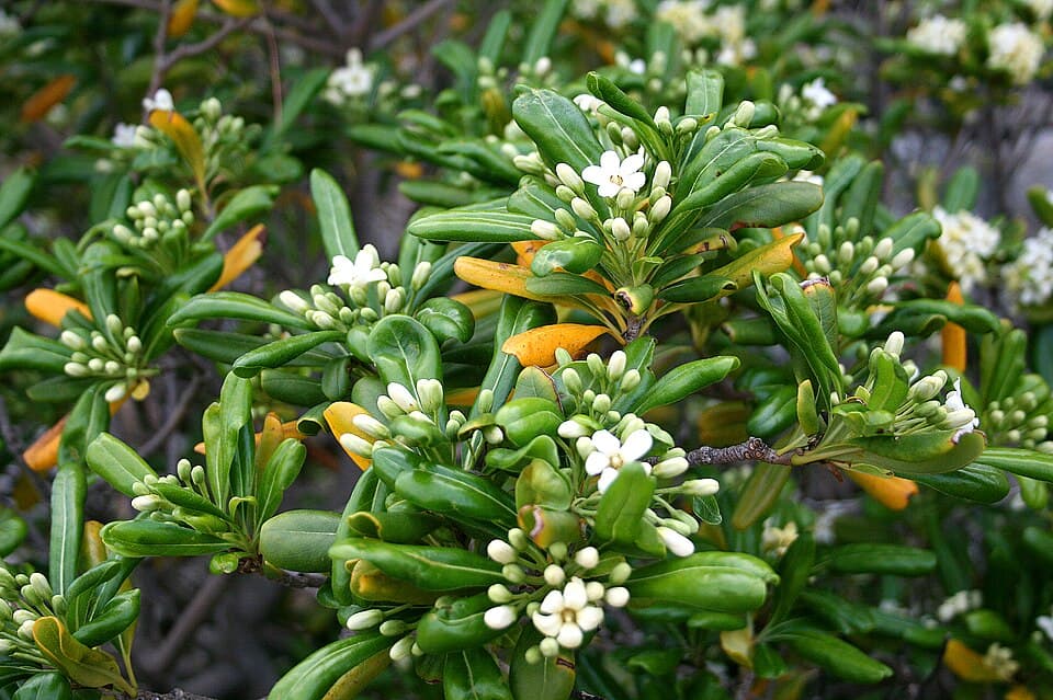 Pitosporo (Pittosporum tobira)